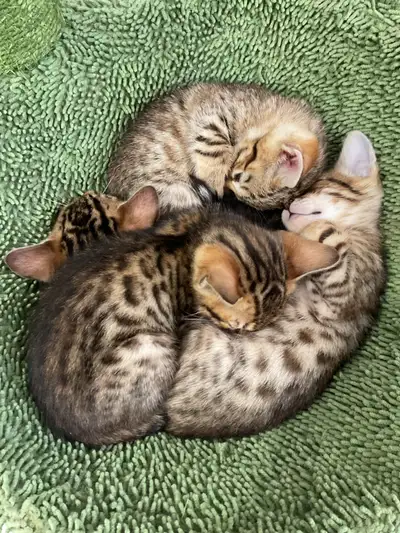 Bengal kittens, View more