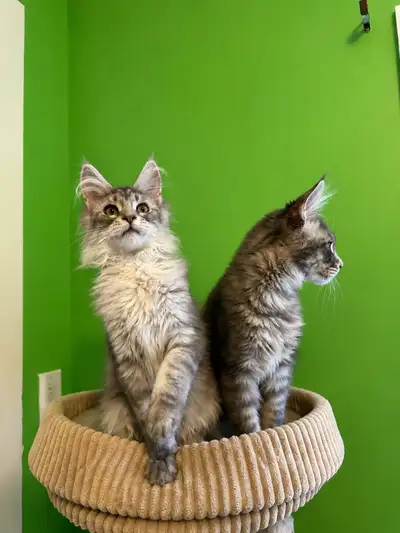Maine coon kitten, View more