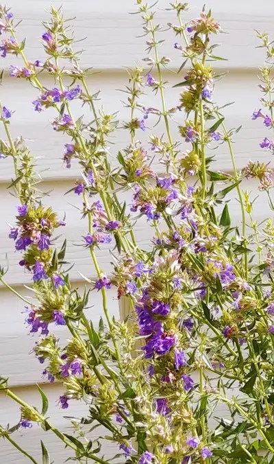 Organic Hyssop, View more