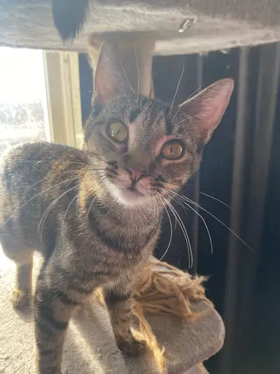  cats to rehome , View more
