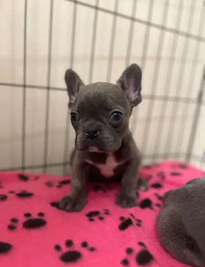 Available 2 blue males and 1 black female, vet checked and vaccinated, have been dewormed Dam and si...