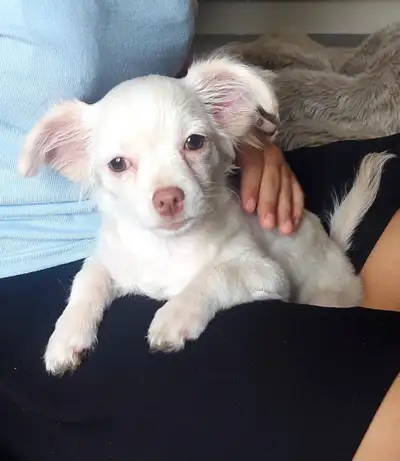 Loveable Chihuahua puppy, View more