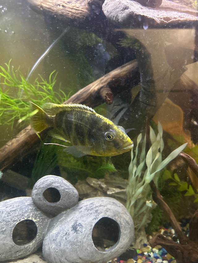 Big giraffe cichlid needs new home in Fish for Rehoming in Peterborough