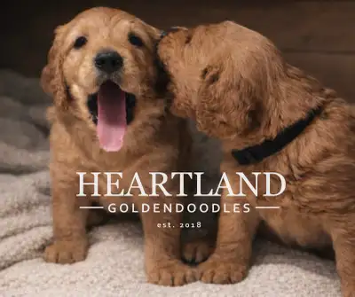 Heartland GoldenDoodles, 3 Puppies Available Near Calgary, View more