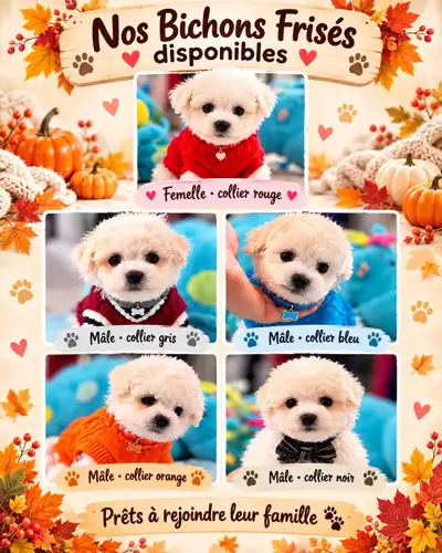 MAGNIFIQUES CHIOTS BICHON FRISÉ À VENDRE, View more