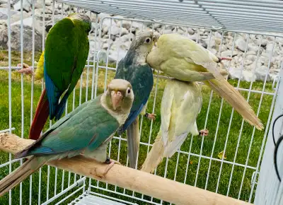 beautiful conures, View more