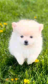  Purebred mini Pomeranians  in Dogs & Puppies for Rehoming in Mississauga / Peel Region