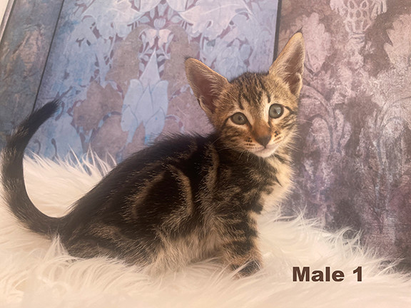 Exotic Savannah Bengal Kittens w Exotic Looks in Cats & Kittens for Rehoming in Vancouver - Image 3