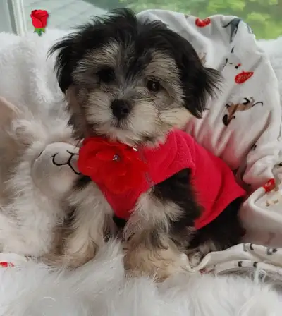 Adorables bichon/ shihtzu femelle et mâle, View more