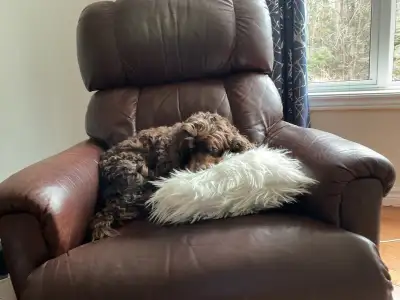 Dog sitting service including daily walk., View more