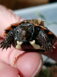 Black breasted leaf turtles