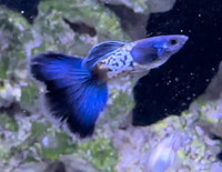 Beautiful Metal Snakeskin Blue Tail Male Guppies - Fish