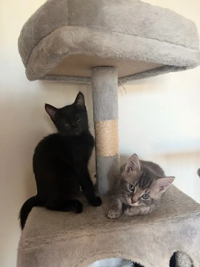 kittens for rehoming | Cats & Kittens for Rehoming | Richmond | Free ...