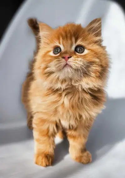 Les petits garfield !, View more