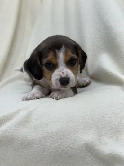 Beautiful Beagle puppies, View more