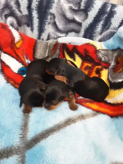 Yorkie puppies, View more