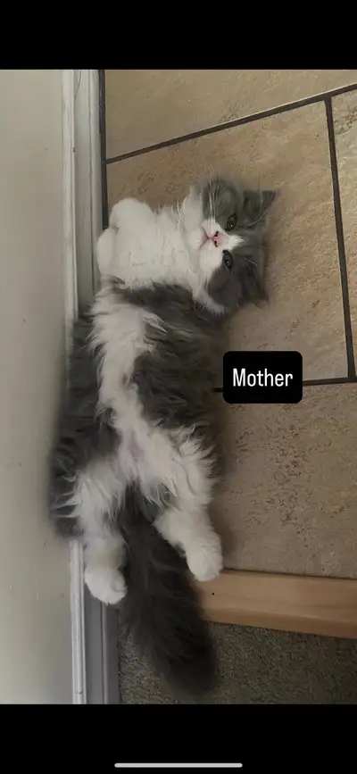 Looking for the perfect new addition to your family? These adorable, playful kittens make a wonderfu...
