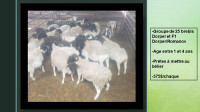 Brebis à vendre /  Sheep (Ewe) for sale