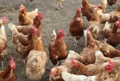 CHICKENS FOR SALE BIG DEAL - EIGHT AND HALF DOZEN AVAILABLE , View more