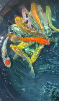 JAPANESE Koi just in $30 each 4 1/2 inches approximately 