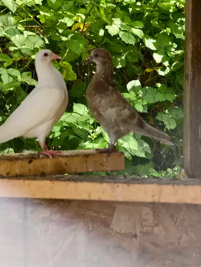 4 young racing pigeons, View more
