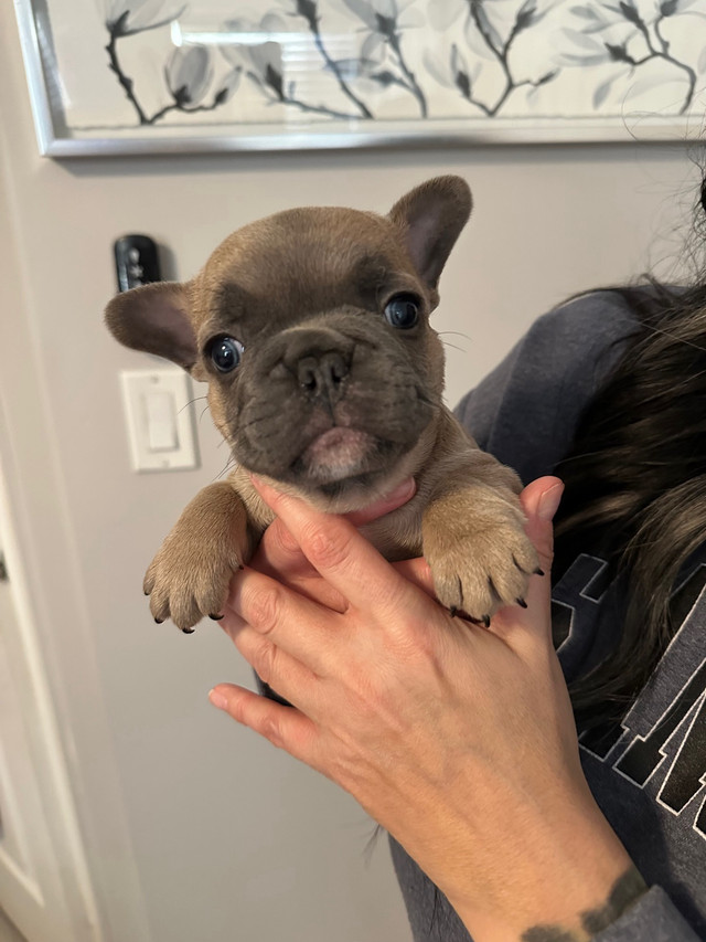 French bulldogs ckc now ready  in Dogs & Puppies for Rehoming in Grande Prairie - Image 2