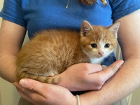 Handsome, Friendly, Ginger kittens for sale - males