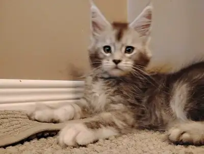 Maine Coon Male Registered Purebred, View more