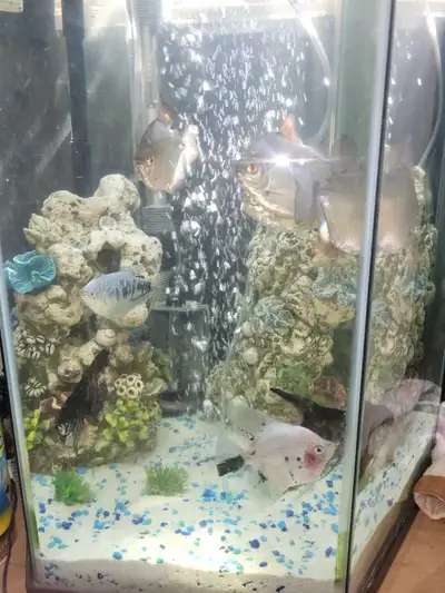 I'm selling a used 25-gallon hexagon aquarium, complete with a variety of fish as seen in the photos...
