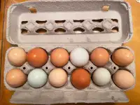 We have Fertile Chicken Eggs for hatching . $20 per dozen. 