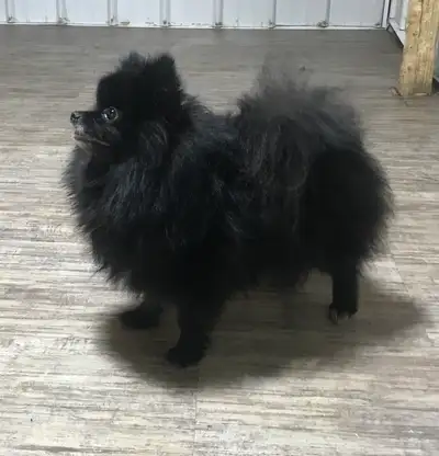 belle chienne, View more