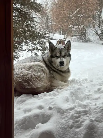 Male Alaskan Malamute/Malamute d’Alaska mâle, View more