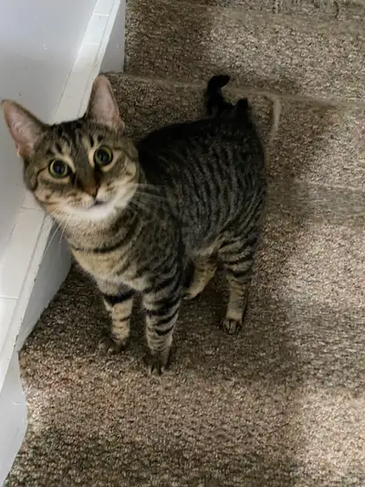 Looking for a Loving Home for a 10-Year-Old Cat, View more