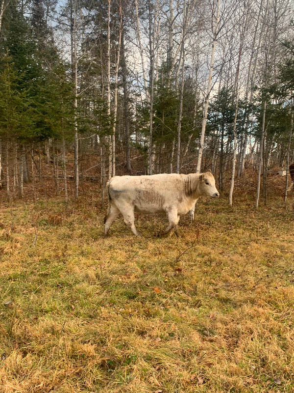 Bred Charolais Heifers in Livestock in Sudbury - Image 3