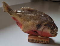 Vintage Taxidermy Red-Bellied Piranha Fish Mount