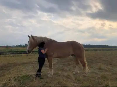 Sweet Belgian Gelding for Rehoming, View more