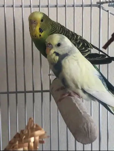 bonded budgies, View more