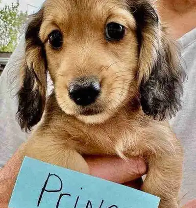 QUALITY BRED LONGHAIR MINI DACHSHUNDS, View more