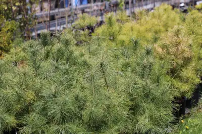 Evergreens, Deciduous trees, Native shrubs and landscape shrubs are for sale. All our trees and shru...