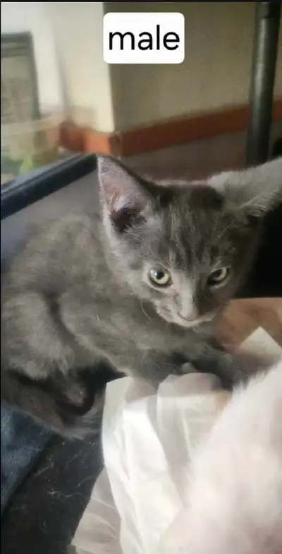 3 Beautiful Kittens Available, View more