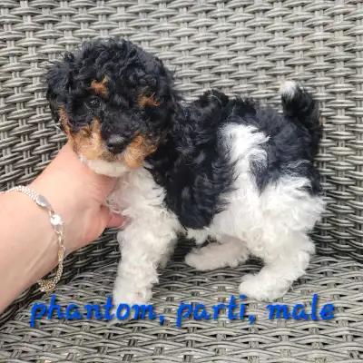 Gorgeous little pup's. 3 boys,1 girls Still available. Ready to go home June 21/22./2025 6 to 9lbs f...