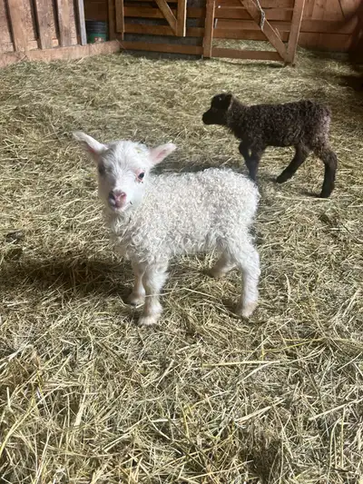 Icelandic Ewe Lambs For Sale!!, View more