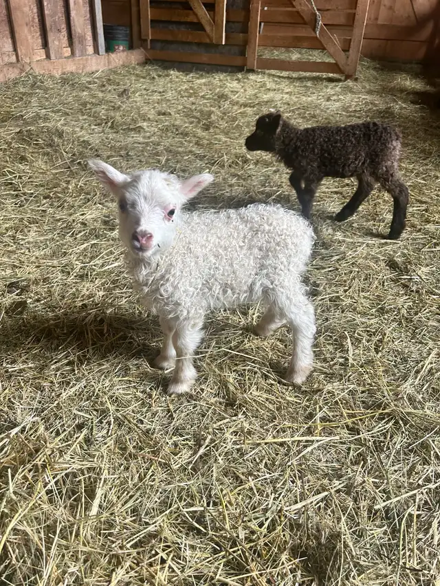 Icelandic Ewe Lambs For Sale!! in Livestock in Burns Lake - Image 2