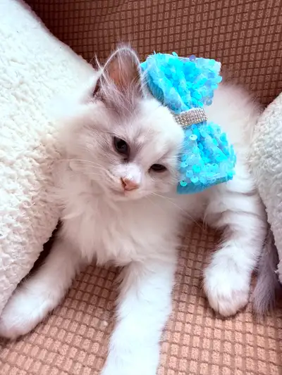 Adorable Ragdoll Kittens, View more