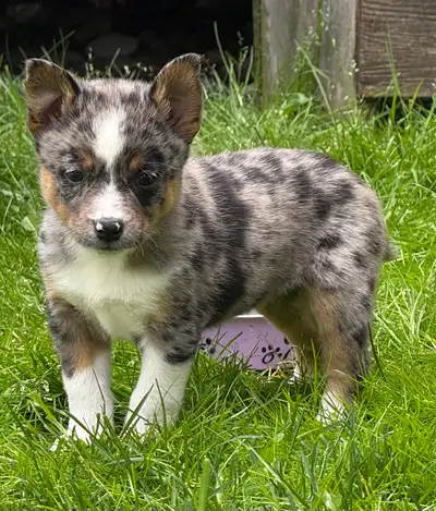 Litter ready for loving homes — deposits open! Adorable puppies born April 21st will be ready to go...