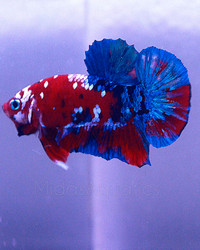 SOLD-Red Galaxy Betta Fish Pair 