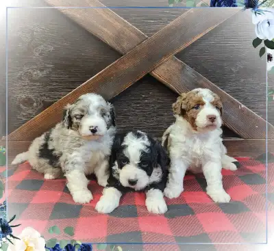 Bernedoodle F1b mini Tri coloured , View more