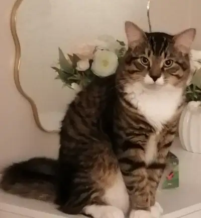 Chaton de 9 mois Race américaine Tres propres et adore joué Habitué aux enfants J'offre sont lit, no...