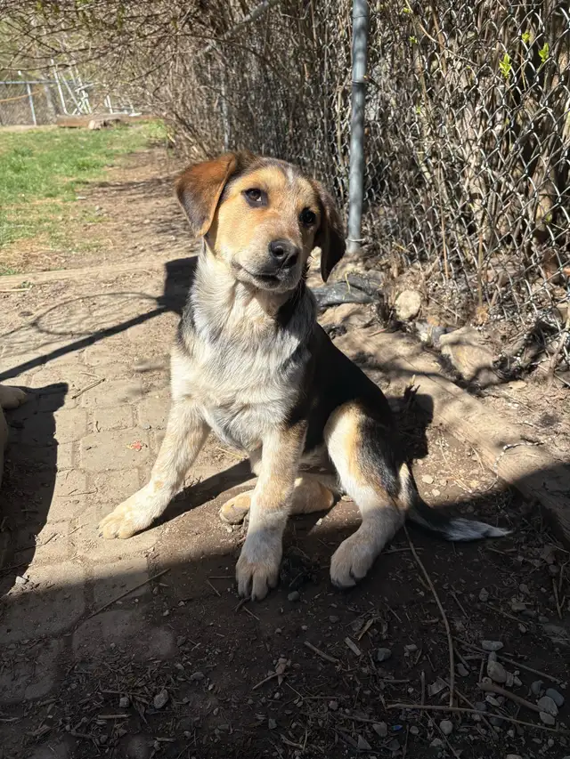 Swiss Mountain Cross 3  left! in Dogs & Puppies for Rehoming in Vernon - Image 3