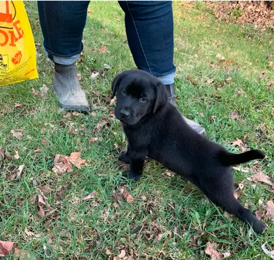 All pups sold, View more